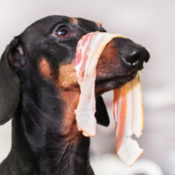 A dog wearing uncooked bacon on his nose.