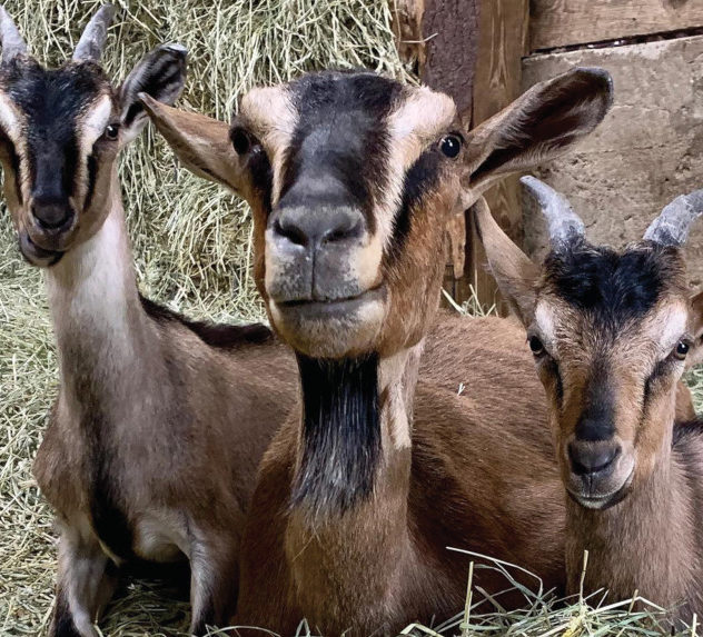 A trio of goats