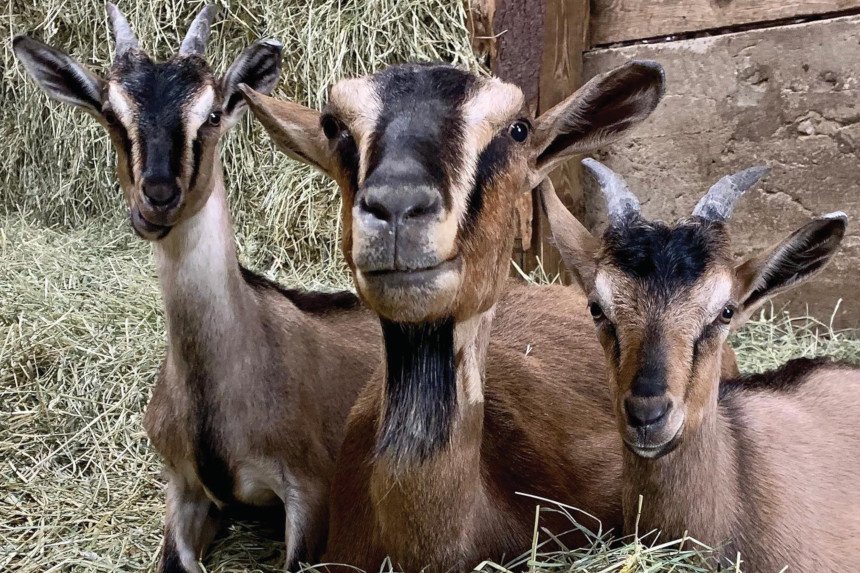 Once Upon A Dream Acres-Goats - Home