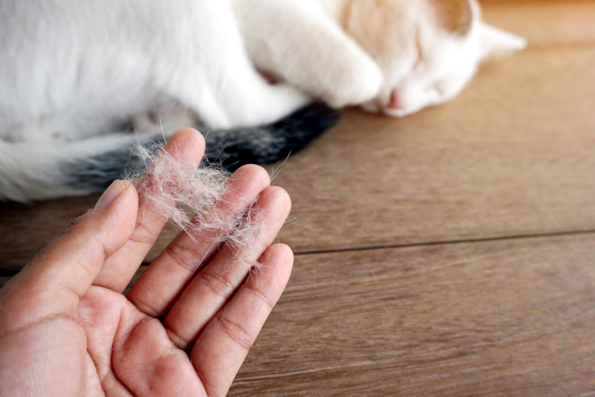 Cat own holding a clump of fur that fell off of their feline friend.