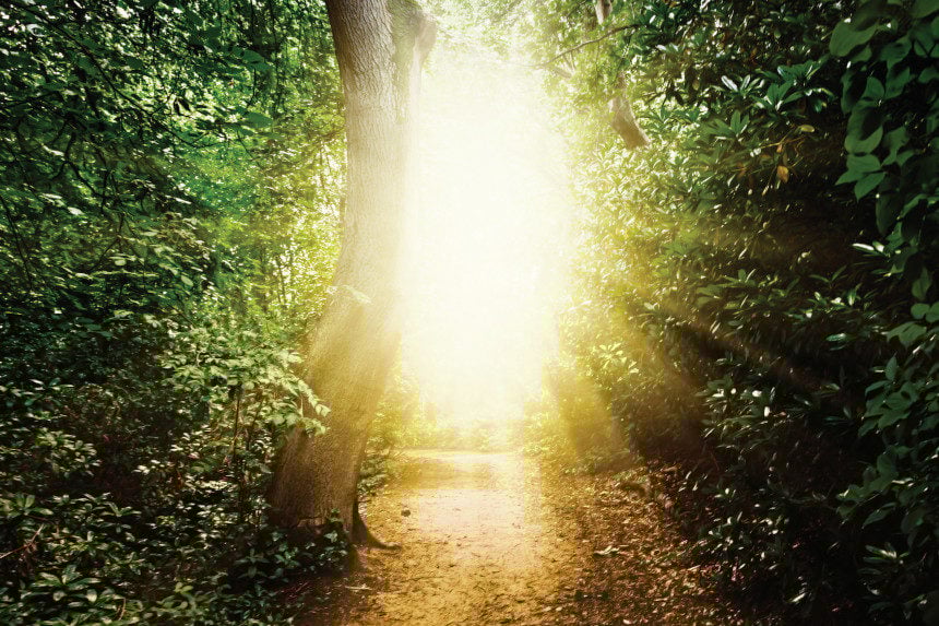 Sunlight shining through an opening in the forest