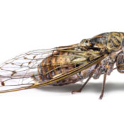 Cicada