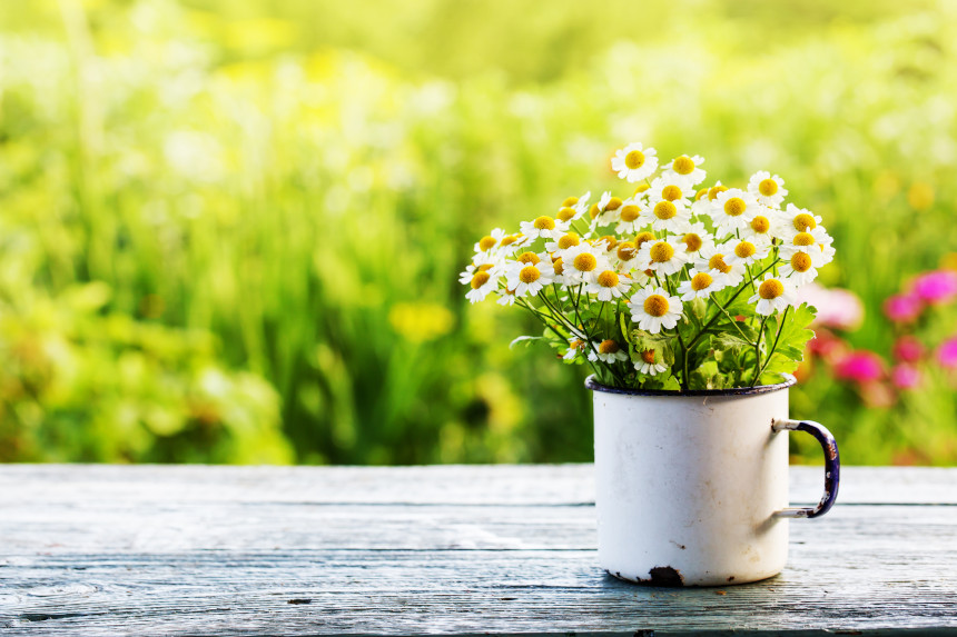 News of the Week: Spring Thoughts, New Books, and Cookies from Out of the Sky - Vimarsana News