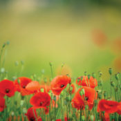 Red poppies in a field