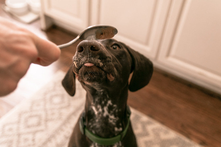 Dog licking peanut butter from a spoon