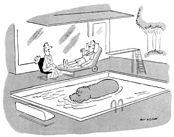 Hippo in a swimming pool