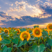 sunflowers