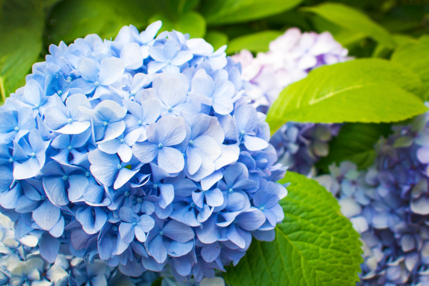 Hydrangea flowers