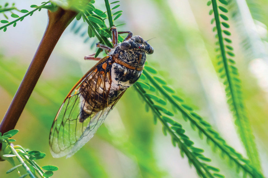 Cicada