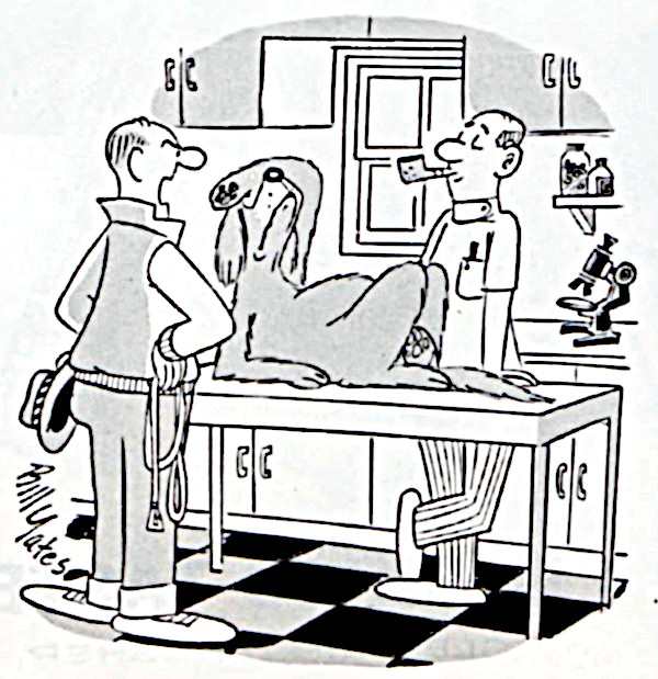 Dog acts dramatically while being examined by the vet.