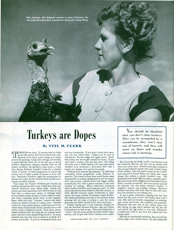 First page of the article "Turkeys Are Dopes"