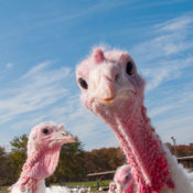 Turkey farm