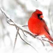 Cardinal on an icy tree branch