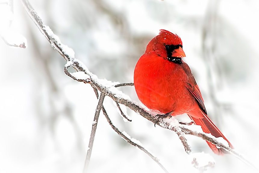 Cardinal on an icy tree branch