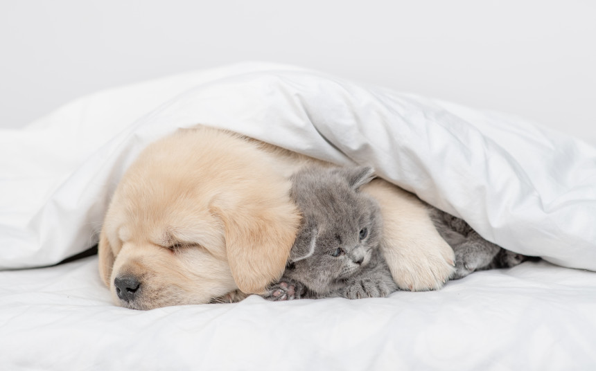 A puppy and a kitten cuddle underneath a warm blanket.