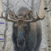 portion of the Saturday Evening Post January/February 2021 issue, featuring a moose.