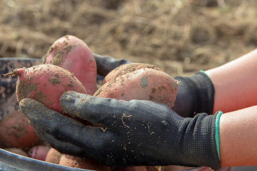 Someone harvesting potatoes.