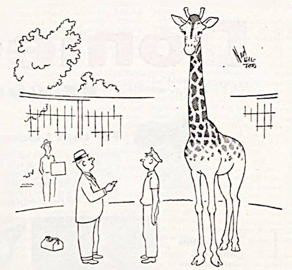 Zoo doctor gives a giraffe its perscription
