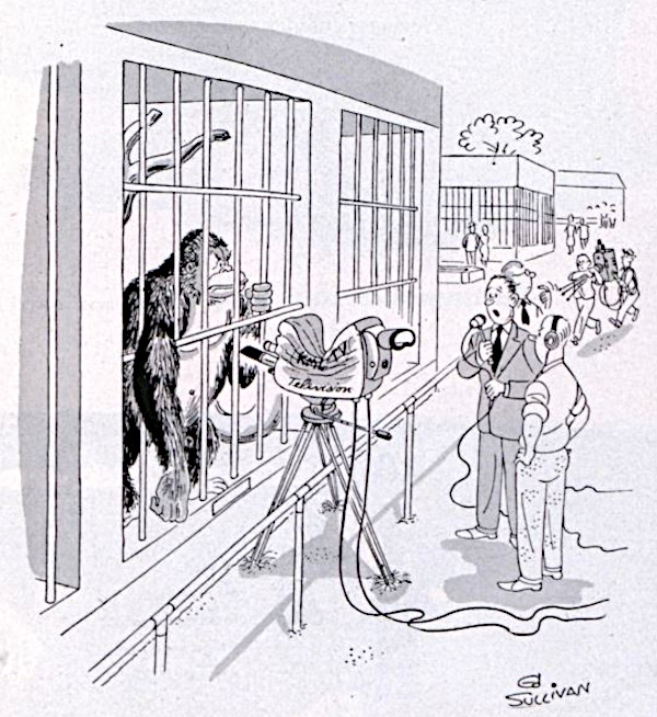Gorilla smashes a newsman's camera
