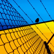 Bird behind barb wire in front of an Ukrainian flag