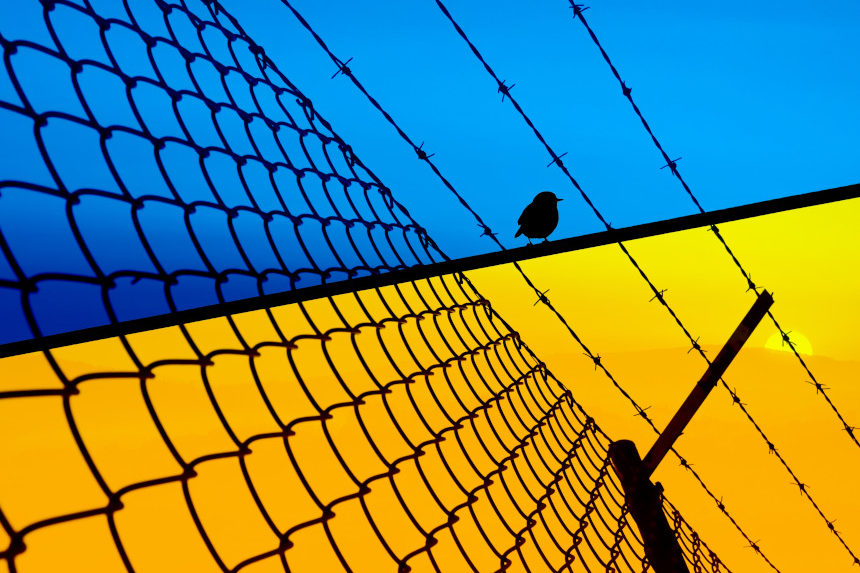 Bird behind barb wire in front of an Ukrainian flag