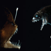 An anglerfish and a dragonfish face-off