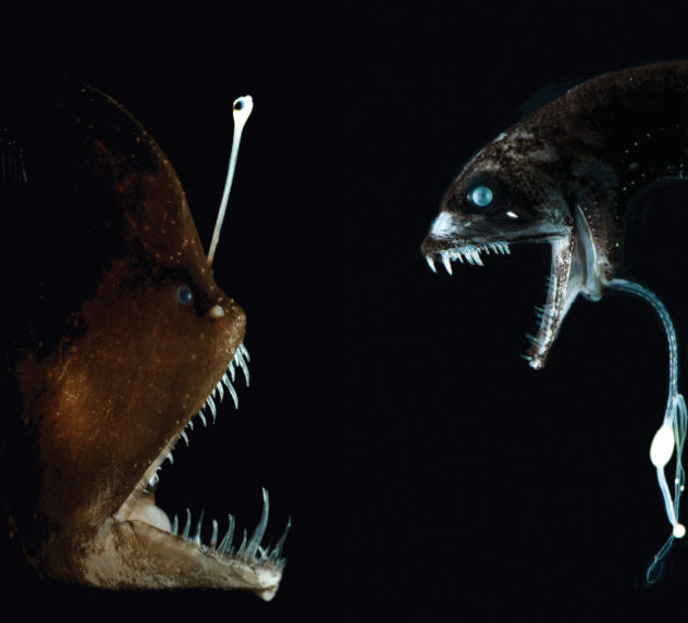 An anglerfish and a dragonfish face-off