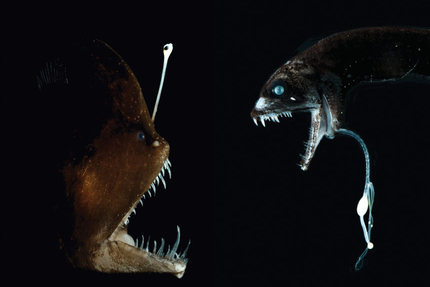 An anglerfish and a dragonfish face-off