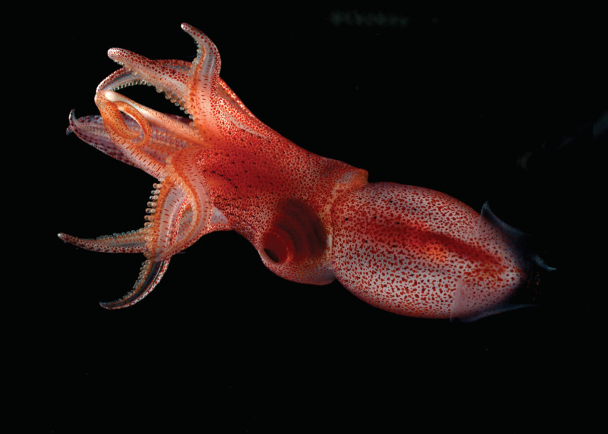 Cocked-eye squid