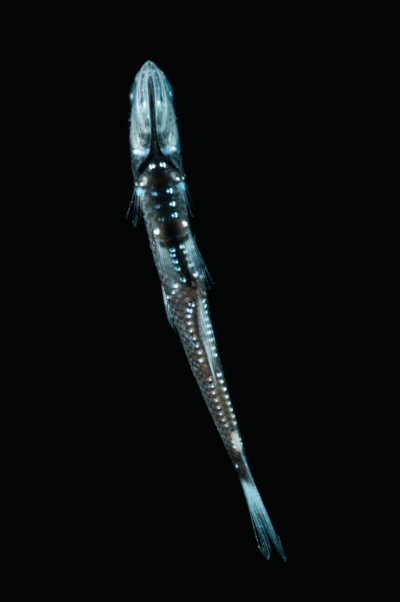 Lanternfish