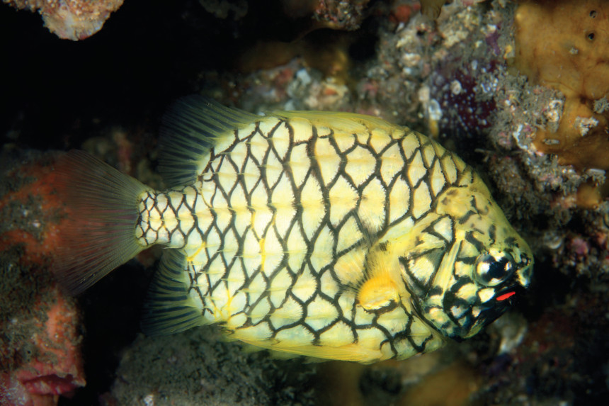 Pineapplefish