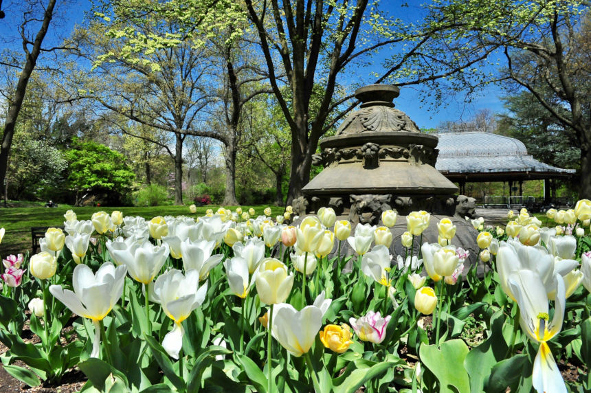 Flowers at Prospect Park