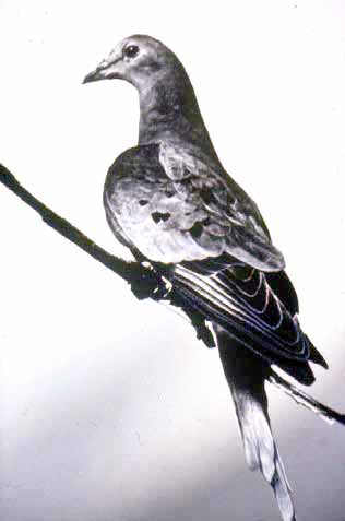 Passenger Pigeon, 1914