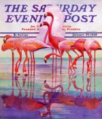 Pink flamingoes in a lake.