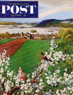 Robin singing in apple orchard