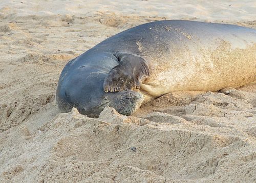 Seals