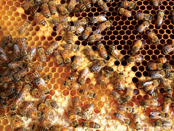 Honey 3 Honey