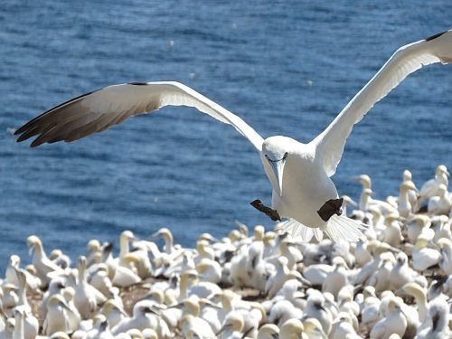 Seaguls