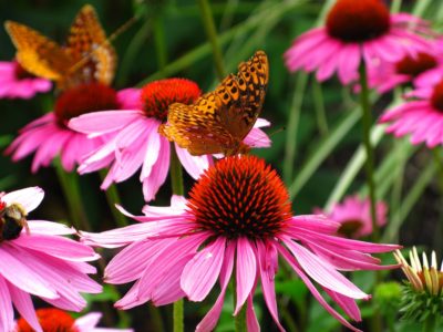 purple coneflowers