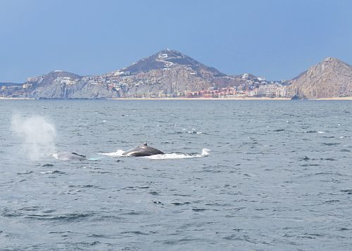 Humback whales leaping out of ocean water.
