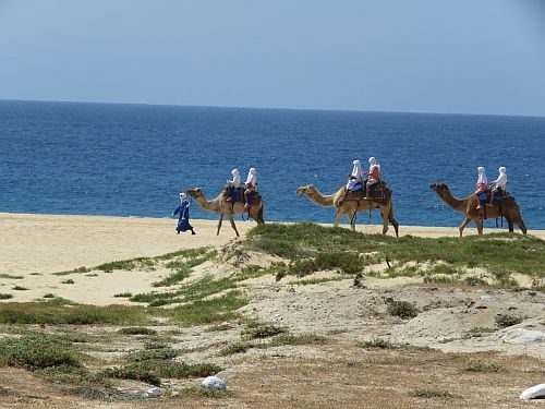 Tourists ride camels on a beach.