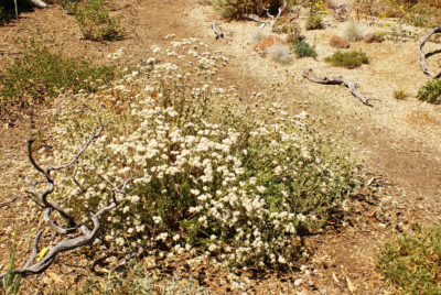 California buckwheat, Photo by Debbie Ballentine