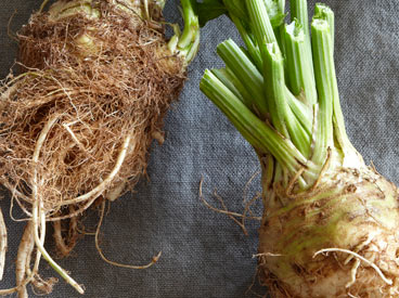 Celery Roots, photo by Antonis Achilleos.