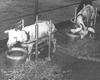 Crossroads_Goats U.S. military photo of psychoneurotic goats.