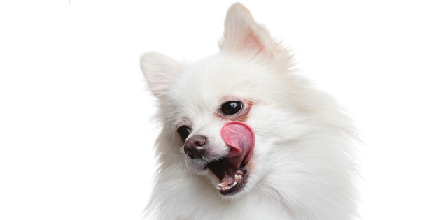 Dog licking its mouth