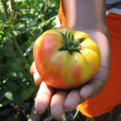 Pineapple tomato in hand.