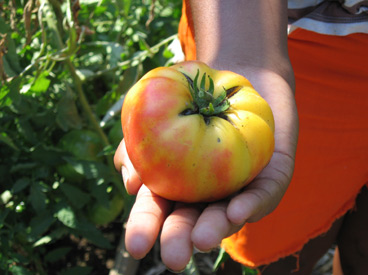 Pineapple tomato in hand.