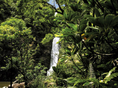 Molokai Forest