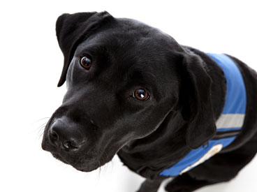 a black lab training to be a guide dog