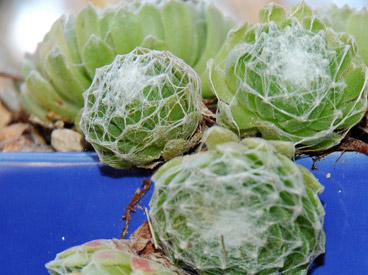 hens and chicks in blue pot